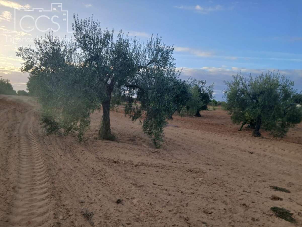 Building Plot for sale in Almonte - € 16,000 (Ref: 10034810)