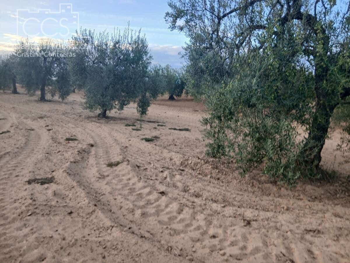 Building Plot for sale in Almonte - € 16,000 (Ref: 10034810)