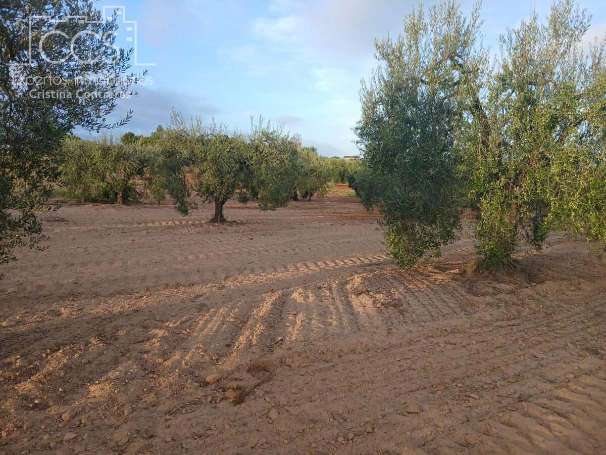 Building Plot for sale in Almonte - € 16,000 (Ref: 10034810)