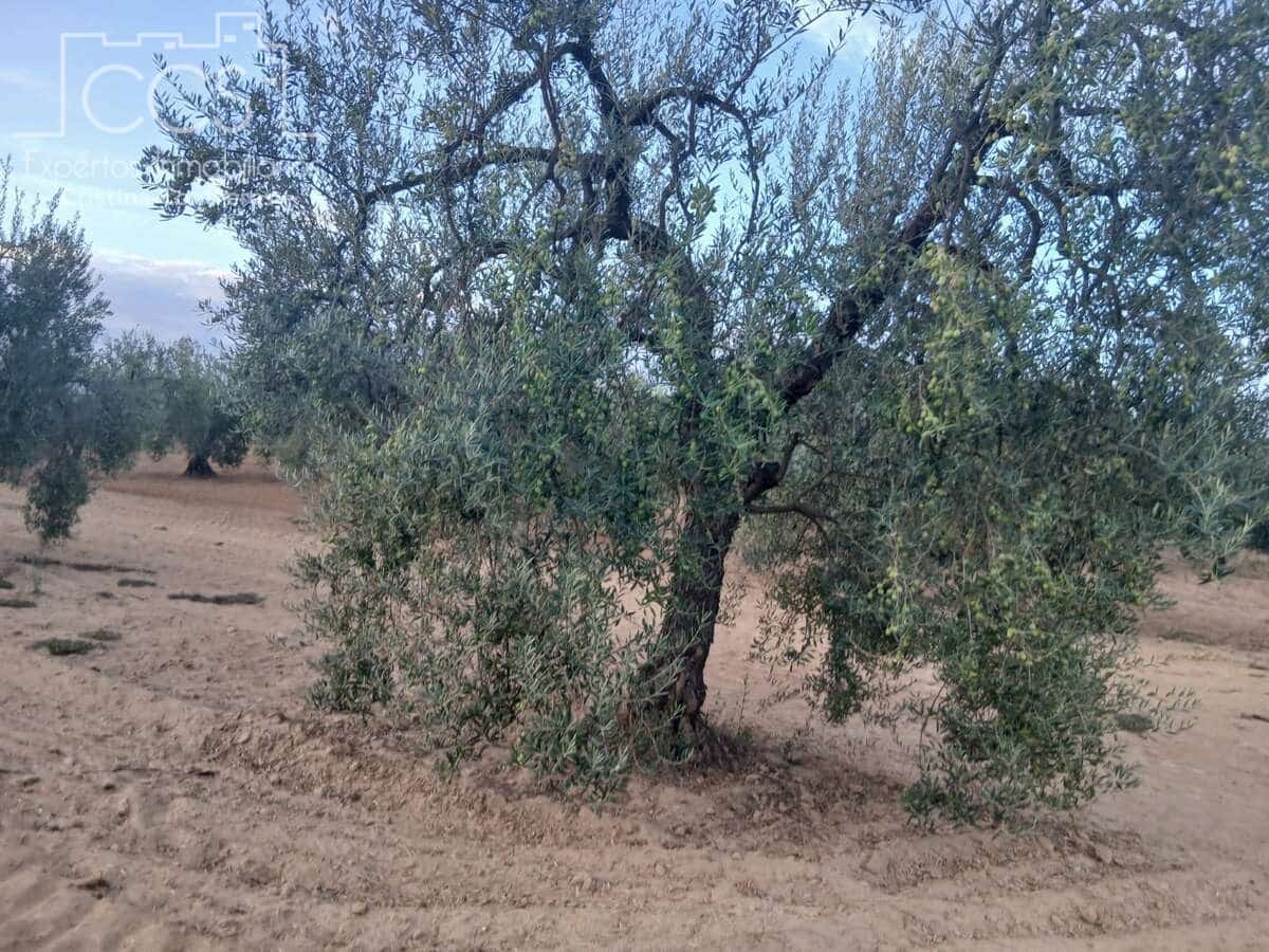 Building Plot for sale in Almonte - € 16,000 (Ref: 10034810)