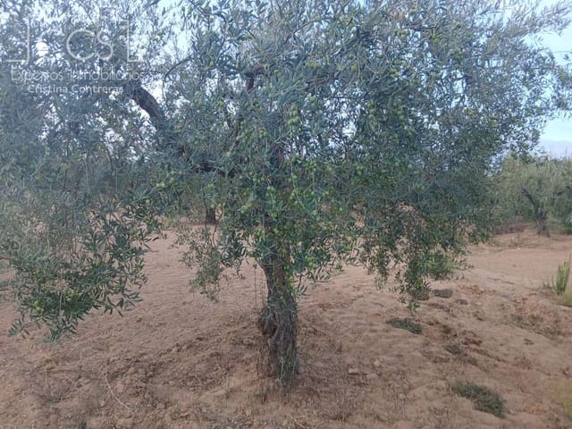 Building Plot for sale in Almonte - € 16,000 (Ref: 10034810)