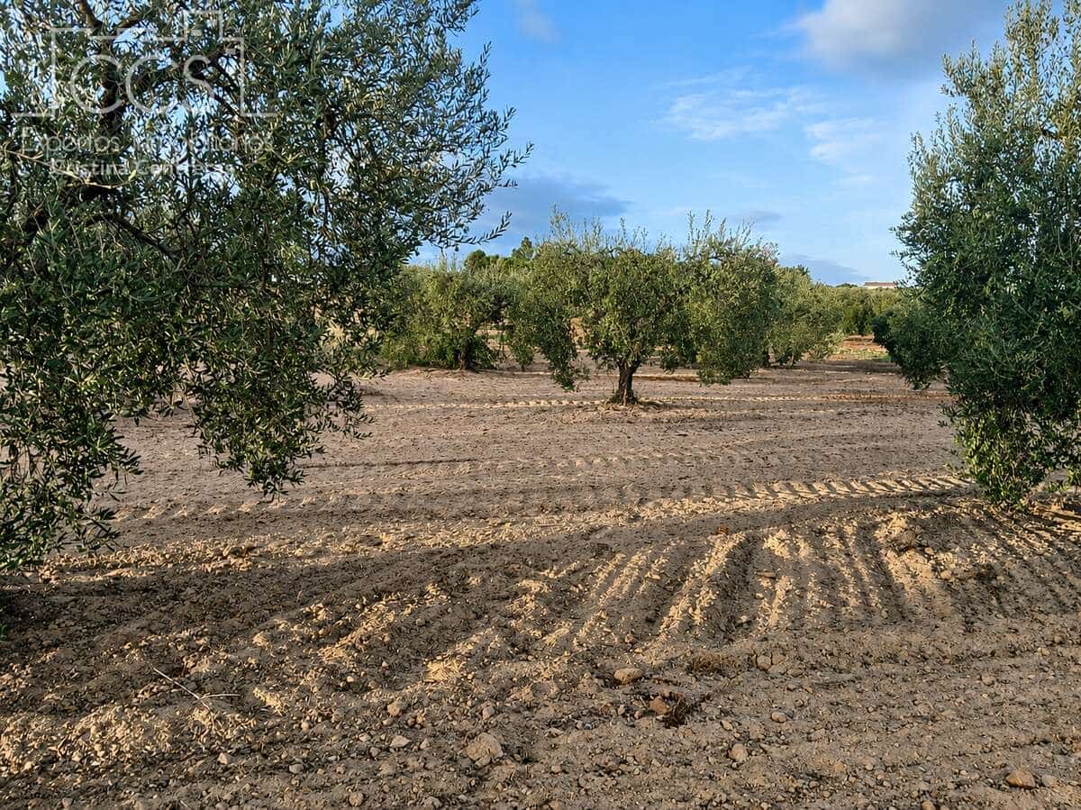 Building Plot for sale in Almonte - € 16,000 (Ref: 10034810)