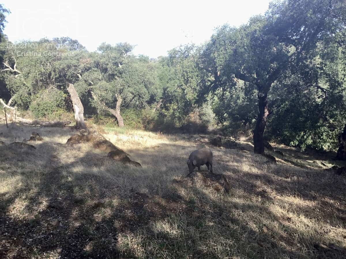 Area Edificabile in vendita in Cazalla de la Sierra - 250.000 € (Rif: 3733680)