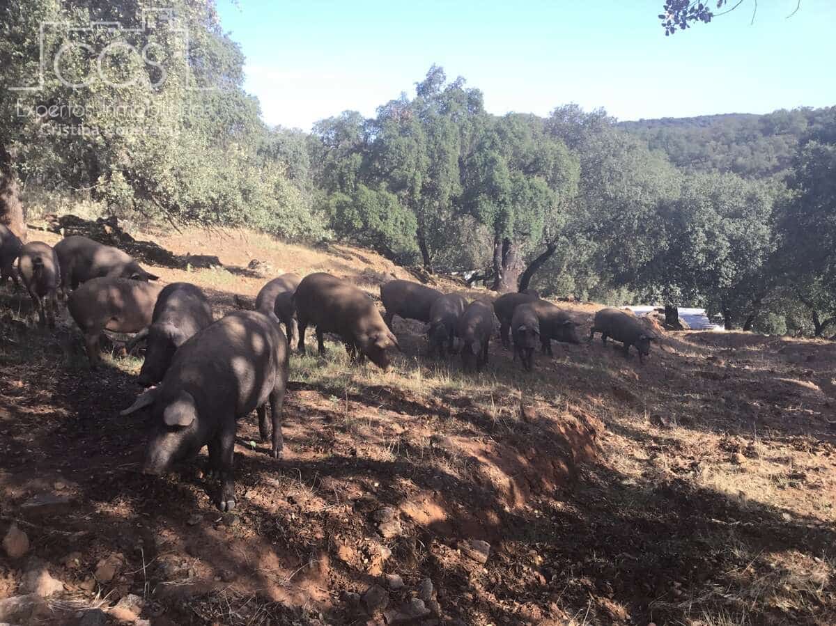 Area Edificabile in vendita in Cazalla de la Sierra - 250.000 € (Rif: 3733680)