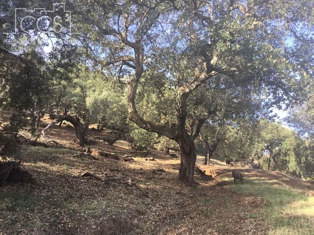 Tomt till salu i Cazalla de la Sierra - 250 000 € (Ref: 3733680)