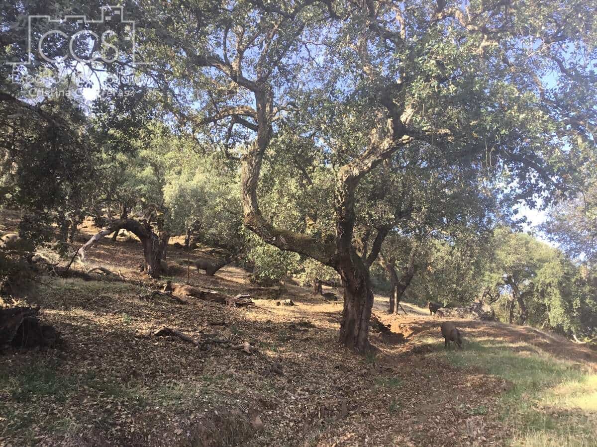 Bouwgrond te koop in Cazalla de la Sierra - € 250.000 (Ref: 3733680)