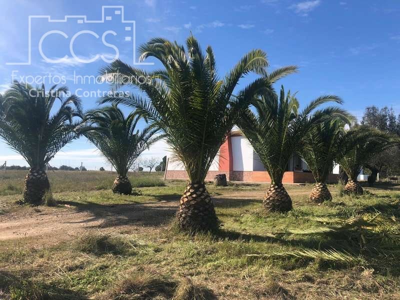 4 Zimmer Finca/Landgut zu verkaufen in Almonte - 129.000 € (Ref: 4383572)