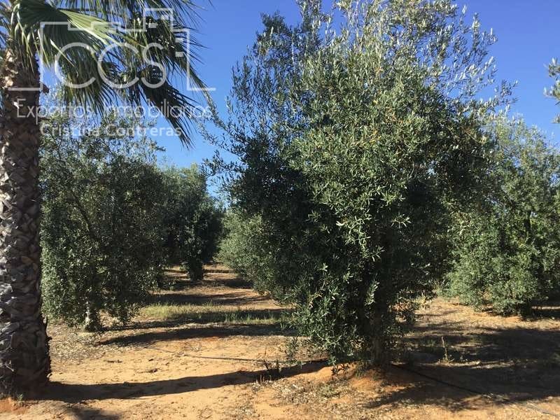 Finca/Casa Rural de 4 habitaciones en Pilas en venta con piscina - 400.000 € (Ref: 4617063)