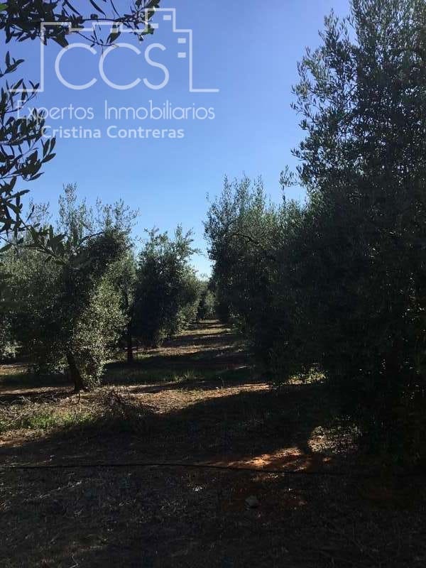 Finca/Casa Rural de 4 habitaciones en Pilas en venta con piscina - 400.000 € (Ref: 4617063)