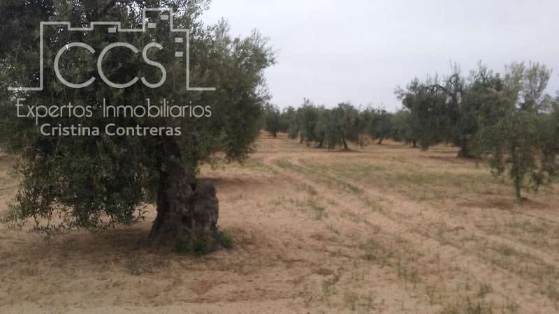 Byggetomt til salgs i Almonte - € 33 000 (Ref: 4700665)