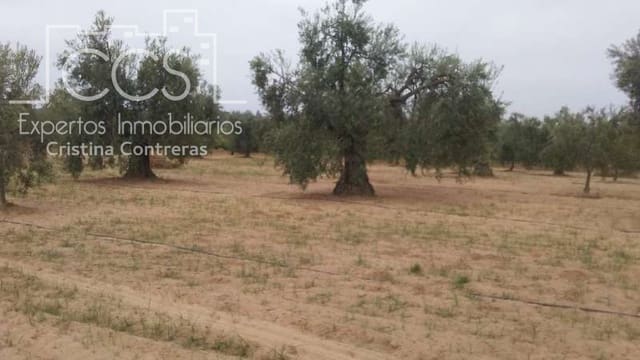 Building Plot for sale in Almonte - € 33,000 (Ref: 4700665)