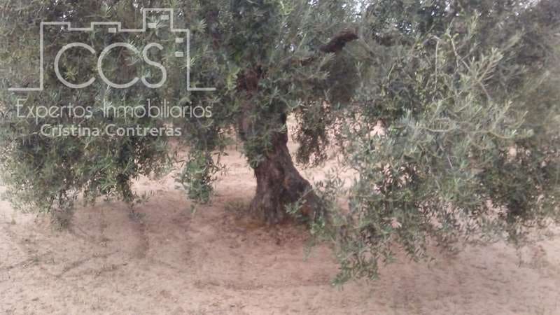 Byggetomt til salgs i Almonte - € 33 000 (Ref: 4700665)