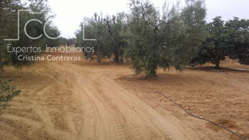 Byggetomt til salgs i Almonte - € 33 000 (Ref: 4700665)