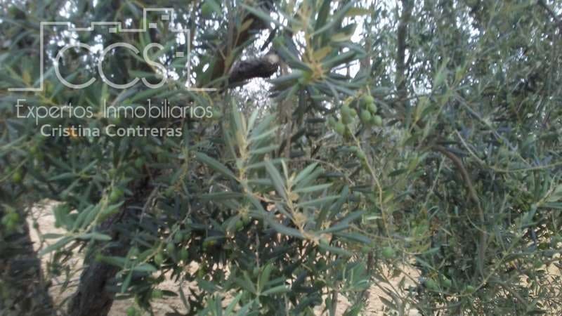 Byggetomt til salgs i Almonte - € 33 000 (Ref: 4700665)