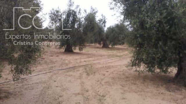 Building Plot for sale in Almonte - € 33,000 (Ref: 4700665)