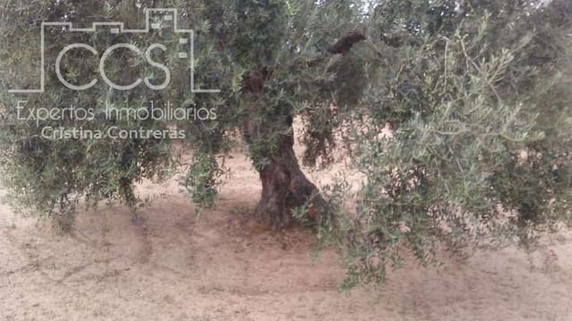 Building Plot for sale in Almonte - € 33,000 (Ref: 4700665)