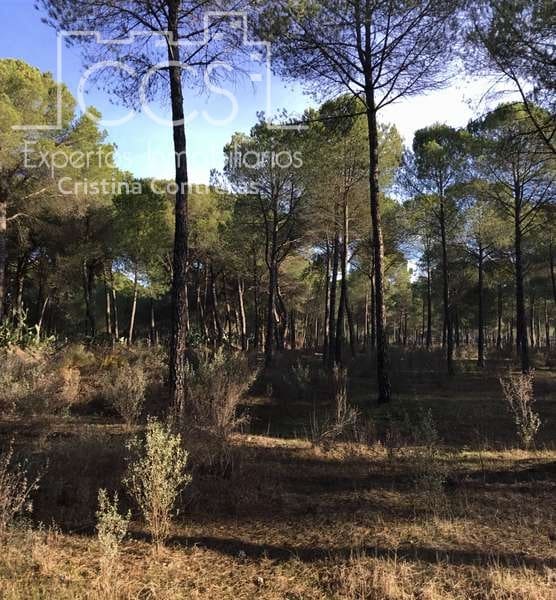 Byggegrund til salg i Almonte - € 72.000 (Ref: 5043844)