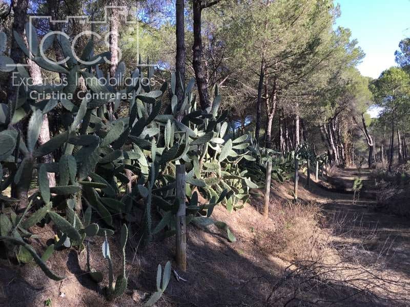 Byggegrund til salg i Almonte - € 72.000 (Ref: 5043844)