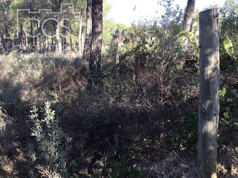 Bouwgrond te koop in Almonte - € 72.000 (Ref: 5043844)