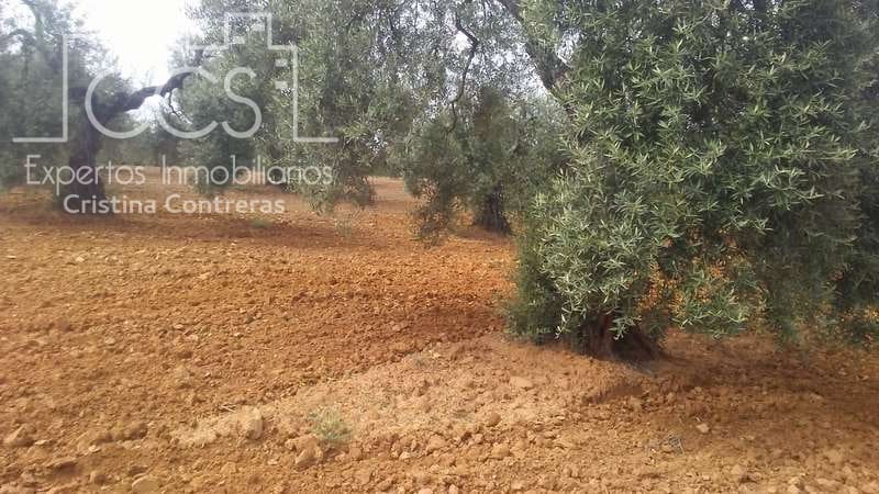 Działka budowlana na sprzedaż w Almonte - 45 000 € (Ref: 5343949)