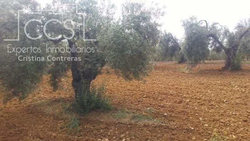 Działka budowlana na sprzedaż w Almonte - 45 000 € (Ref: 5343949)