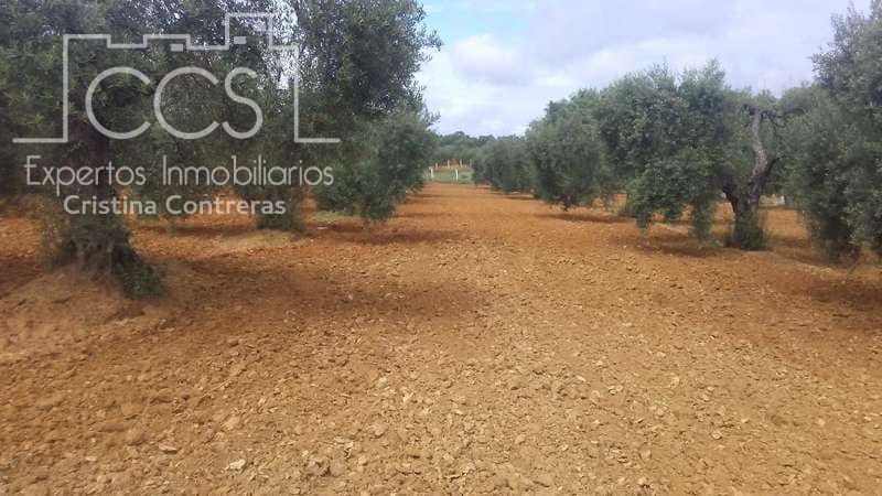 Area Edificabile in vendita in Almonte - 45.000 € (Rif: 5343949)
