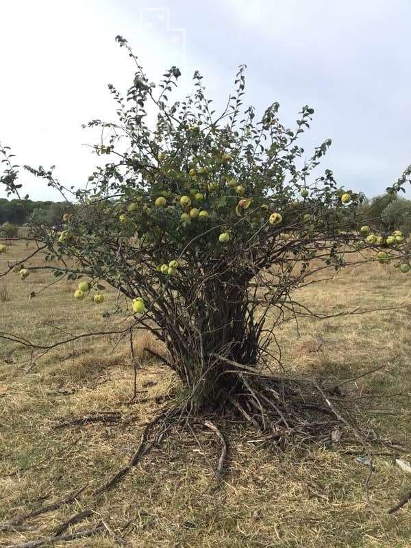 2 slaapkamer Finca/Landhuis te koop in Almonte - € 80.000 (Ref: 5625630)