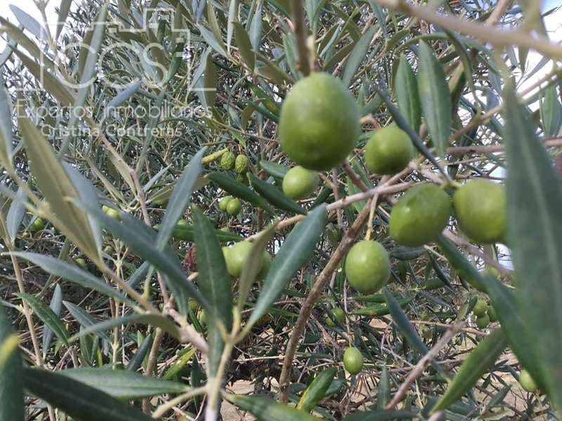 2 slaapkamer Finca/Landhuis te koop in Almonte - € 80.000 (Ref: 5625630)