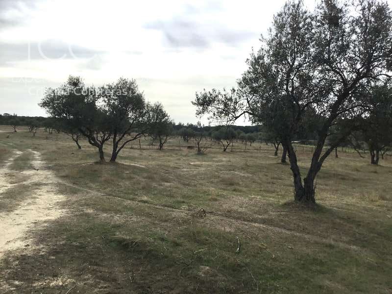 2 bedroom Finca/Country House for sale in Almonte - € 80,000 (Ref: 5625630)