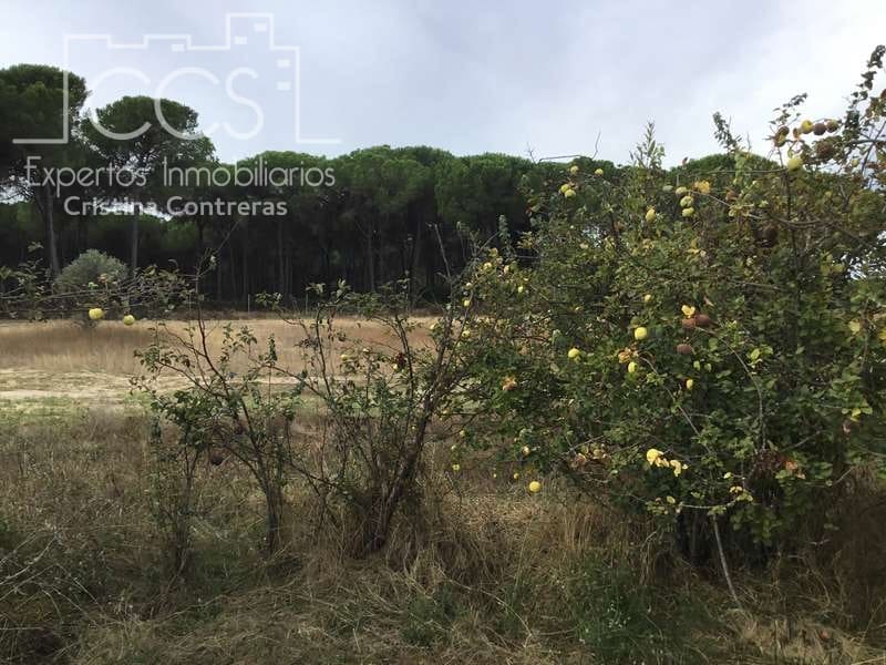 2 bedroom Finca/Country House for sale in Almonte - € 80,000 (Ref: 5625630)