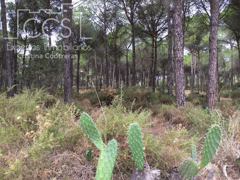 2 bedroom Finca/Country House for sale in Almonte - € 80,000 (Ref: 5625630)