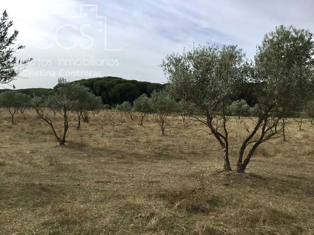 2 Zimmer Finca/Landgut zu verkaufen in Almonte - 80.000 € (Ref: 5625630)