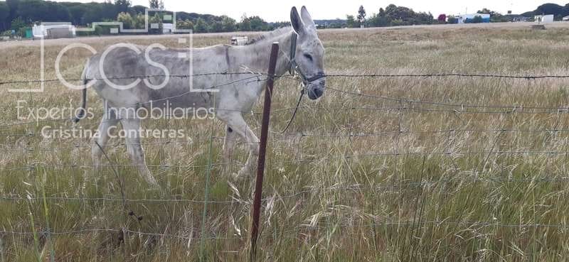 Byggetomt til salgs i Almonte - € 26 000 (Ref: 6024874)