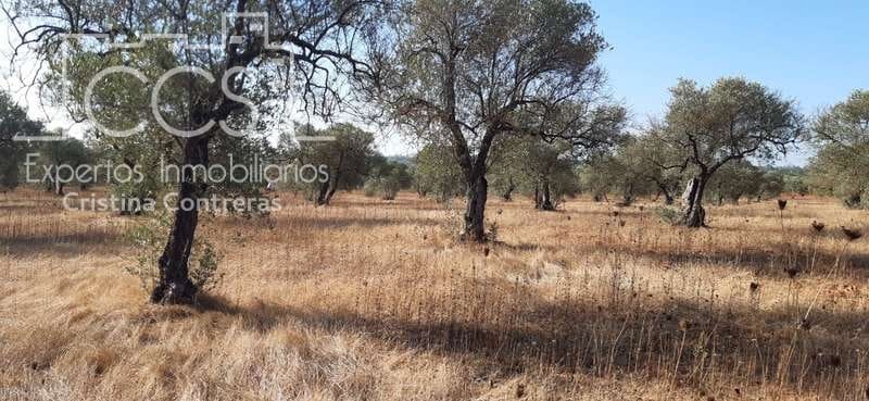 Byggetomt til salgs i Almonte - € 65 000 (Ref: 6329040)