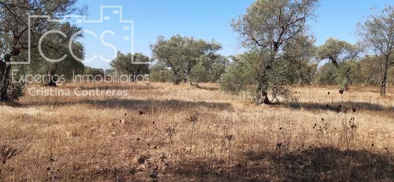 Byggetomt til salgs i Almonte - € 65 000 (Ref: 6329040)