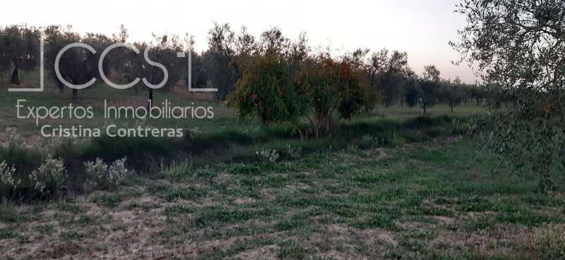 Tontti myytävänä paikassa Almonte - 15 000 € (Ref: 6423702)