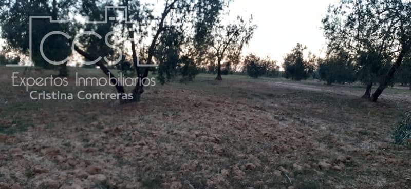 Building Plot for sale in Almonte - € 16,000 (Ref: 6423702)