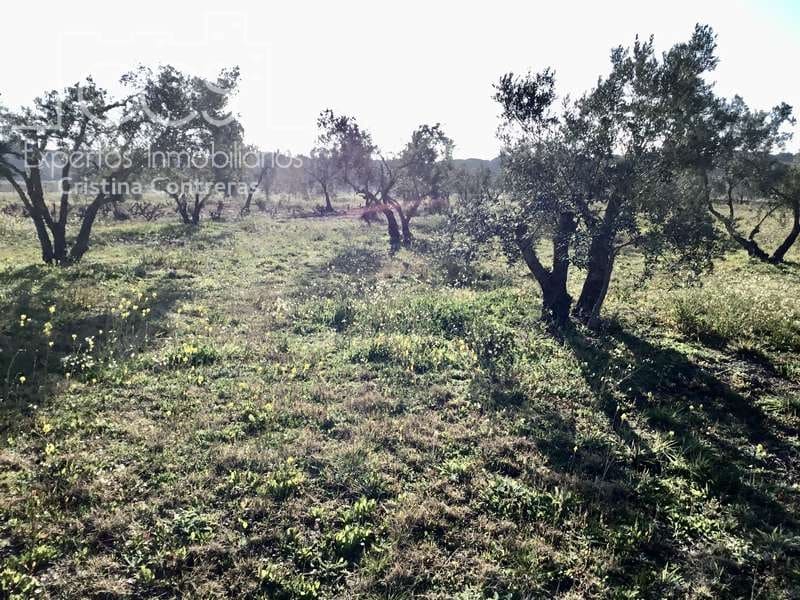 Finca/Maison de Campagne à vendre à Almonte - 18 000 € (Ref: 6431178)