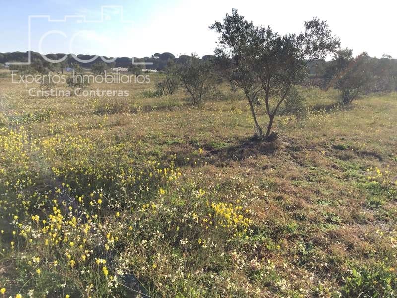 Finca/Maison de Campagne à vendre à Almonte - 18 000 € (Ref: 6431178)