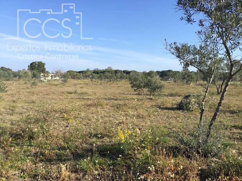 Finca/Maison de Campagne à vendre à Almonte - 18 000 € (Ref: 6431178)