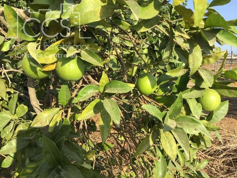 7 sypialnia Finka/Dom wiejski na sprzedaż w Villanueva del Ariscal z basenem garażem - 399 500 € (Ref: 6692864)