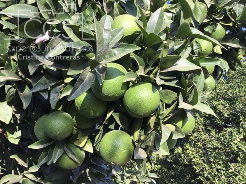 7 sypialnia Finka/Dom wiejski na sprzedaż w Villanueva del Ariscal z basenem garażem - 399 500 € (Ref: 6692864)