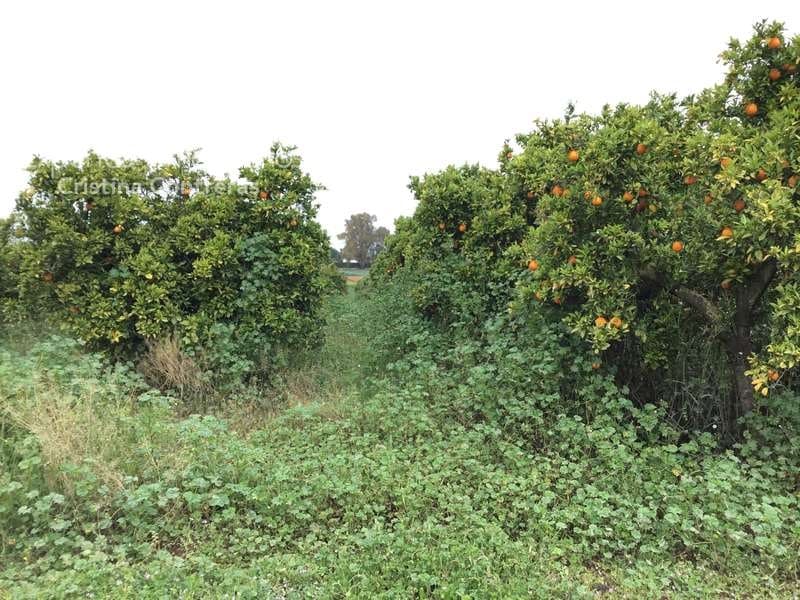 7 sypialnia Finka/Dom wiejski na sprzedaż w Villanueva del Ariscal z basenem garażem - 399 500 € (Ref: 6692864)