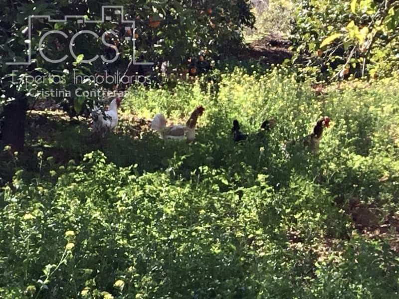 5 soveværelse Villa til salg i Sanlucar la Mayor med swimmingpool - € 350.000 (Ref: 6732498)