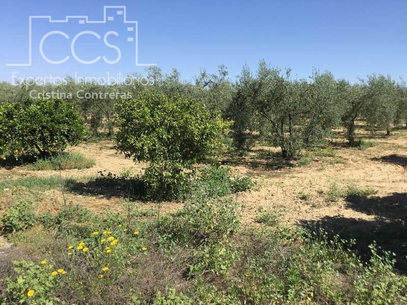 2 chambre Finca/Maison de Campagne à vendre à Almonte - 179 500 € (Ref: 6840829)