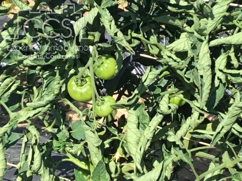 2 chambre Finca/Maison de Campagne à vendre à Almonte - 179 500 € (Ref: 6840829)