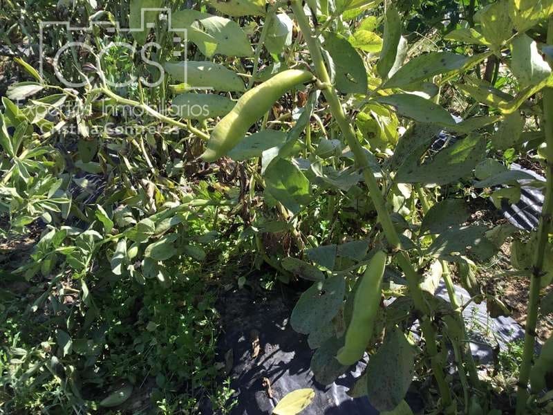 2 chambre Finca/Maison de Campagne à vendre à Almonte - 179 500 € (Ref: 6840829)