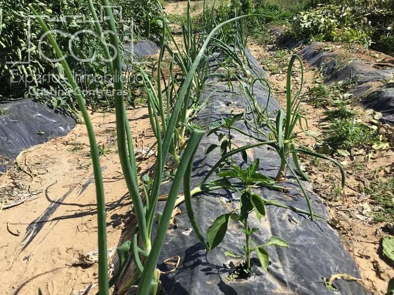 2 chambre Finca/Maison de Campagne à vendre à Almonte - 179 500 € (Ref: 6840829)