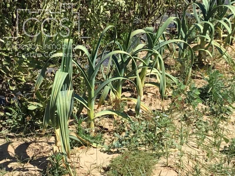 2 chambre Finca/Maison de Campagne à vendre à Almonte - 179 500 € (Ref: 6840829)