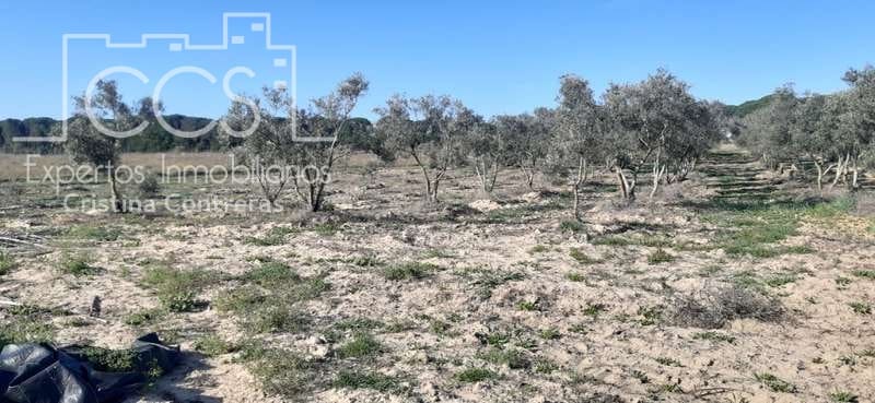 Byggegrund til salg i Almonte - € 20.000 (Ref: 6905618)